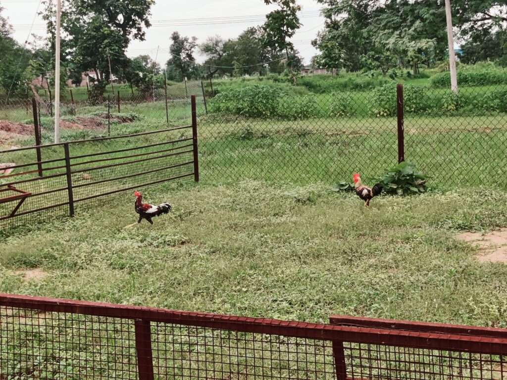 advira-agro-farms-desi-hen-gondia-maharashtra-2.jpg
