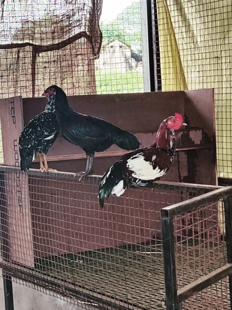 advira-agro-farms-desi-hen-gondia-maharashtra.jpg