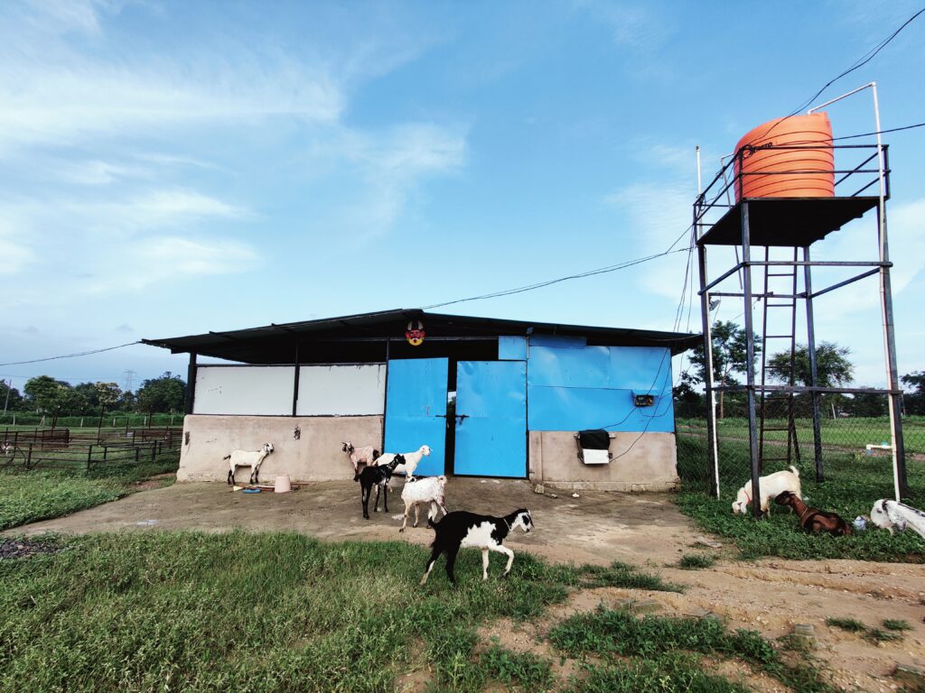 advira-agro-farms-goat-shed-wadegaon-gondia.jpg