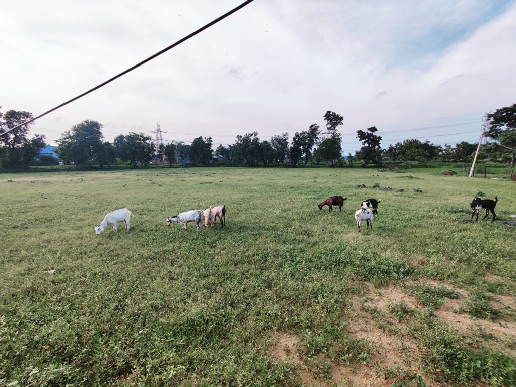 advira-agro-farms-local-goat-breed-sadak-arjuni