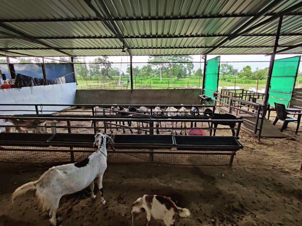 advira-agro-farms-osmanabadi-goat-wadegaon-gondia.jpg